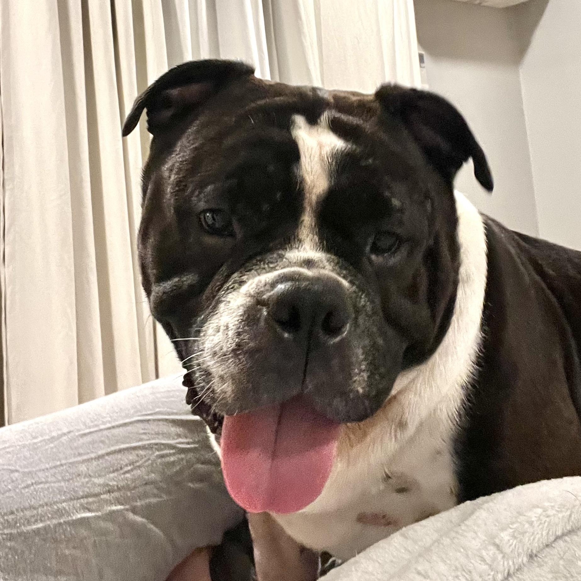 Tory Burch, a Adoptable mixed breed in Midlothian, VA image 5/6