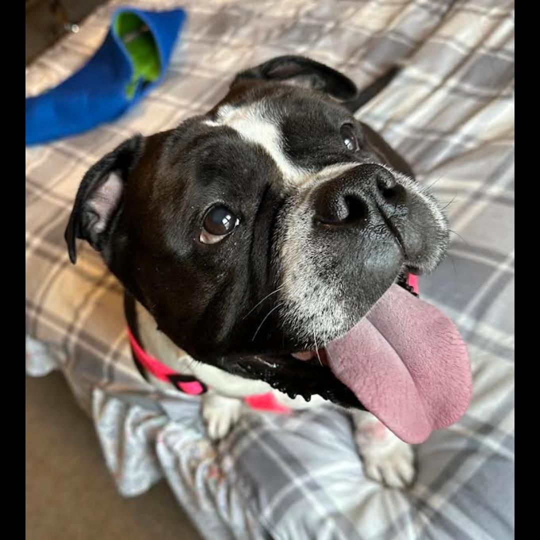 Tory Burch, Adoptable, Adult Female American Bully.