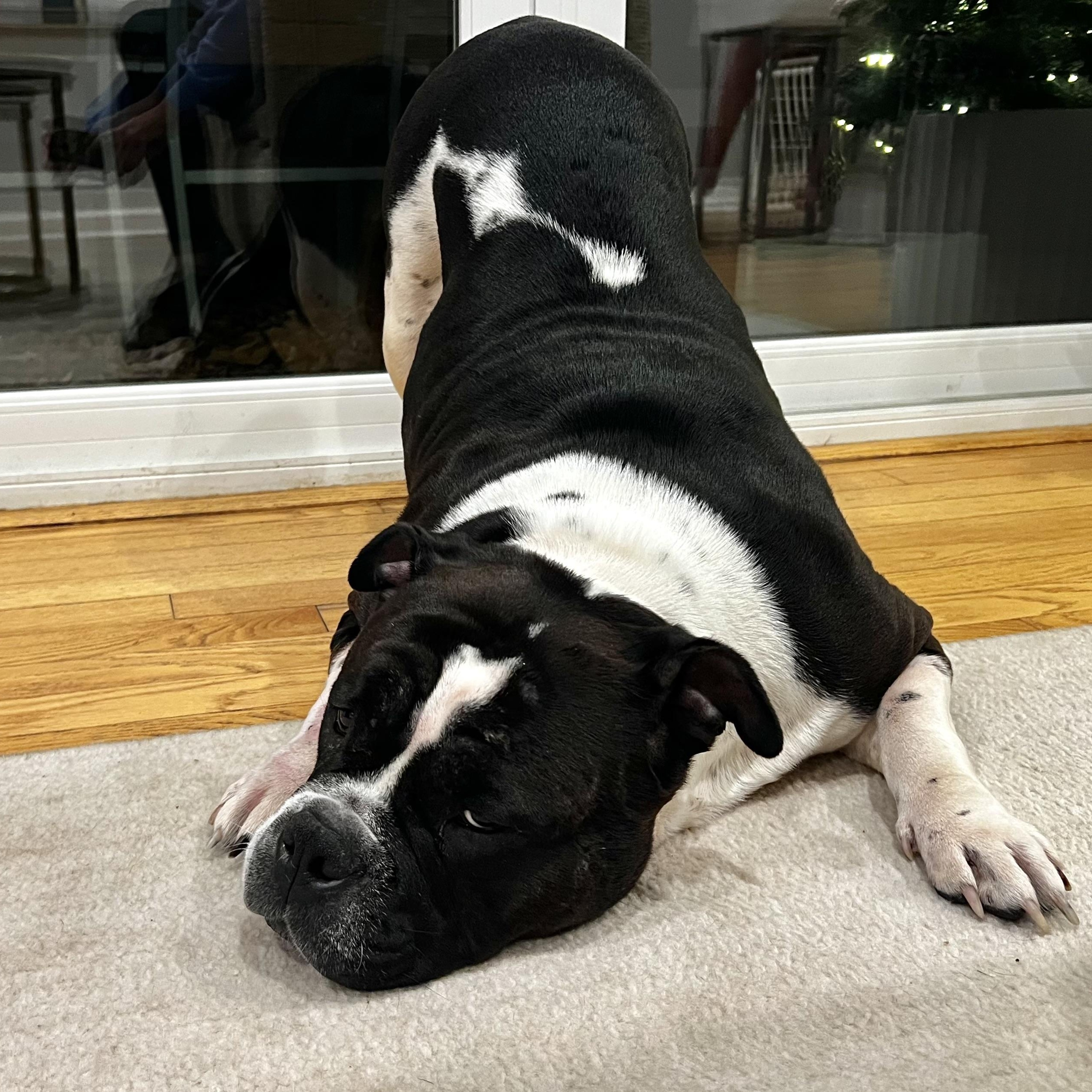 Tory Burch, a Adoptable mixed breed in Midlothian, VA image 4/6