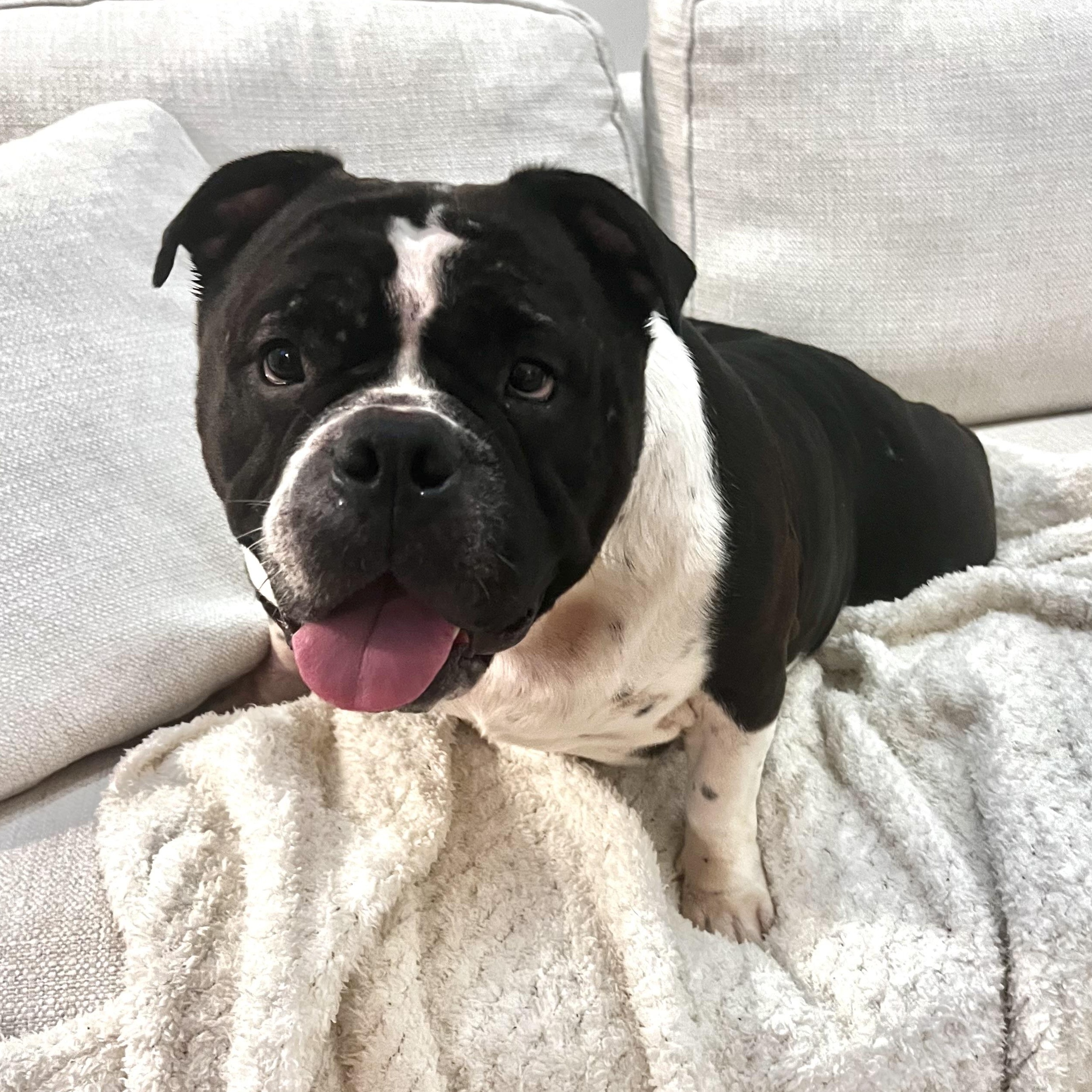 Tory Burch, a Adoptable mixed breed in Midlothian, VA image 6/6