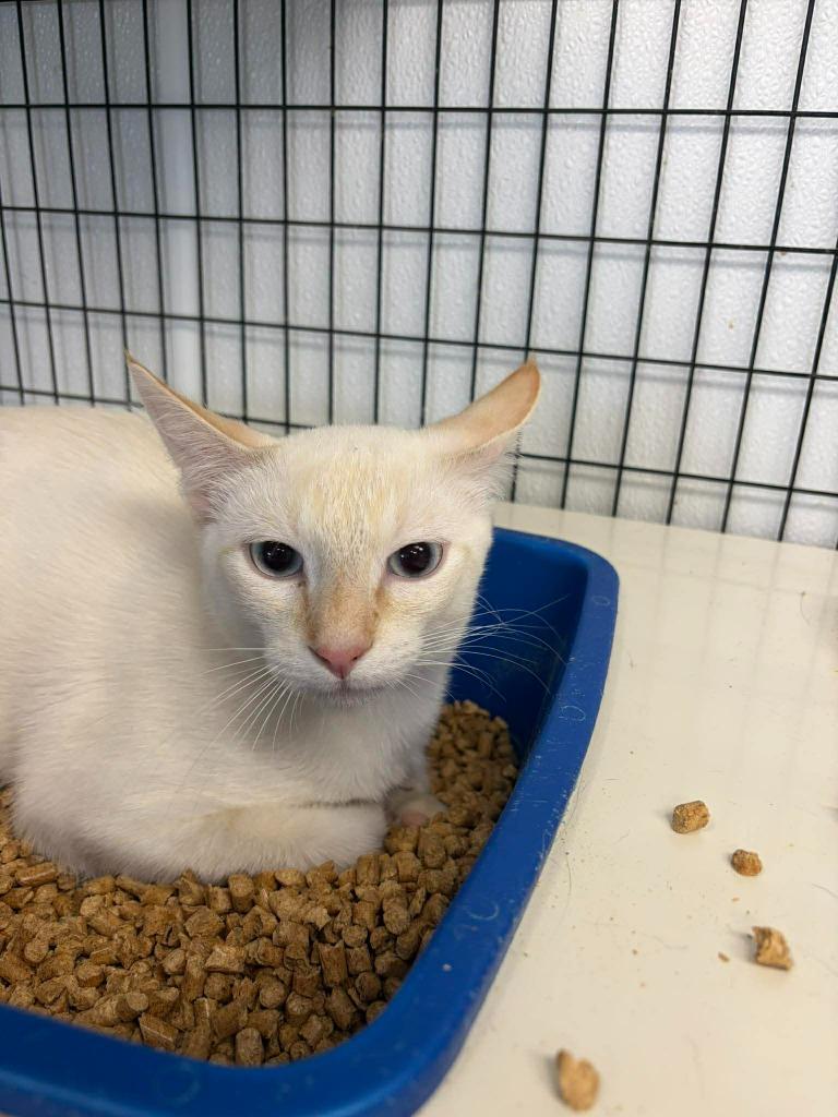 Enlarge Propane, a Adoptable mixed breed in Republic, MO image 1/2