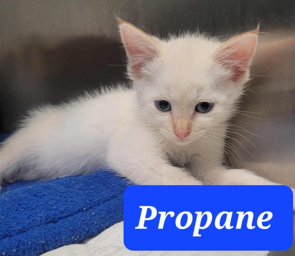 Enlarge Propane, a Adoptable mixed breed in Republic, MO image 2/2