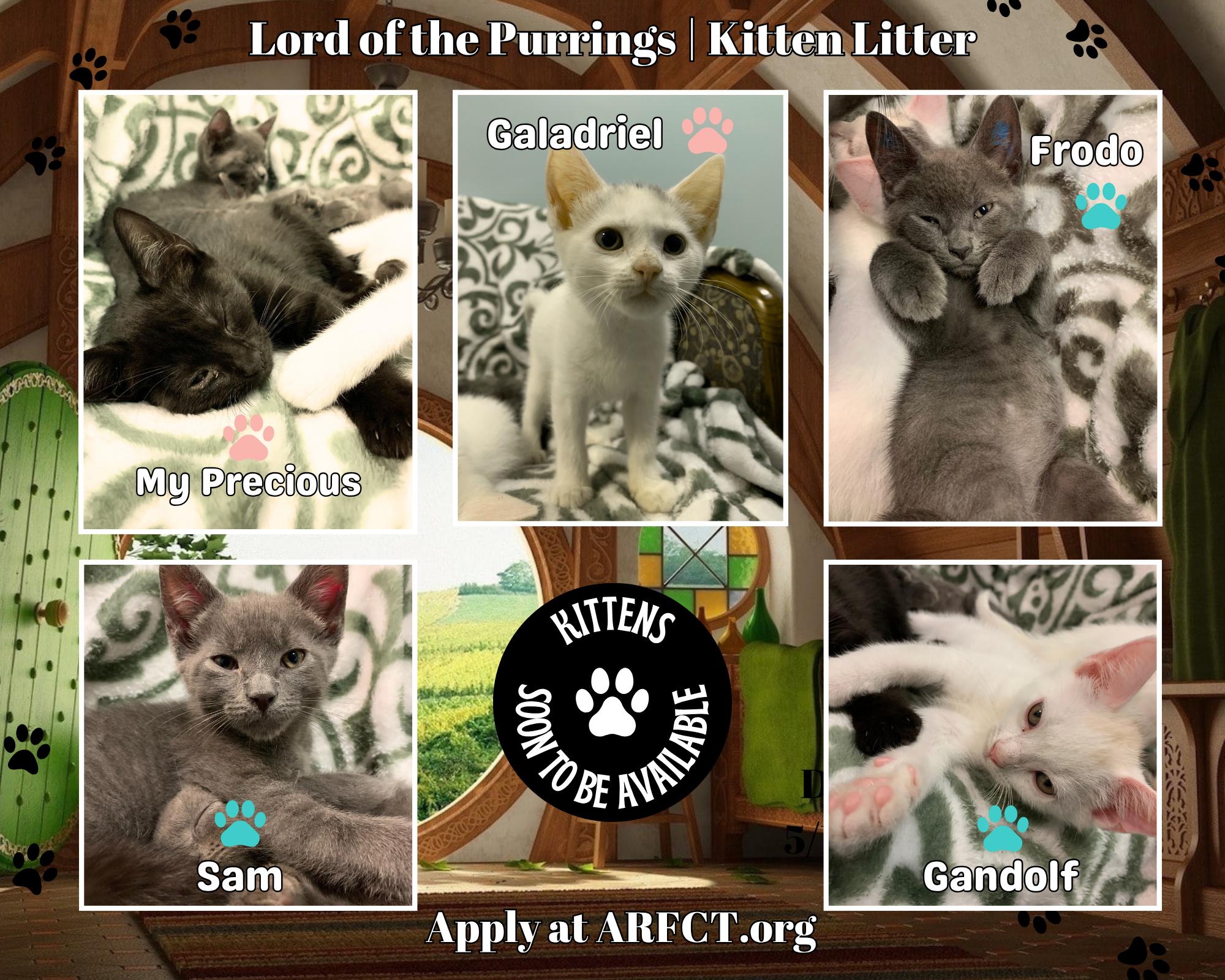 Gandalf (Sonny), a Adopted mixed breed in Terryville, CT image 5/6