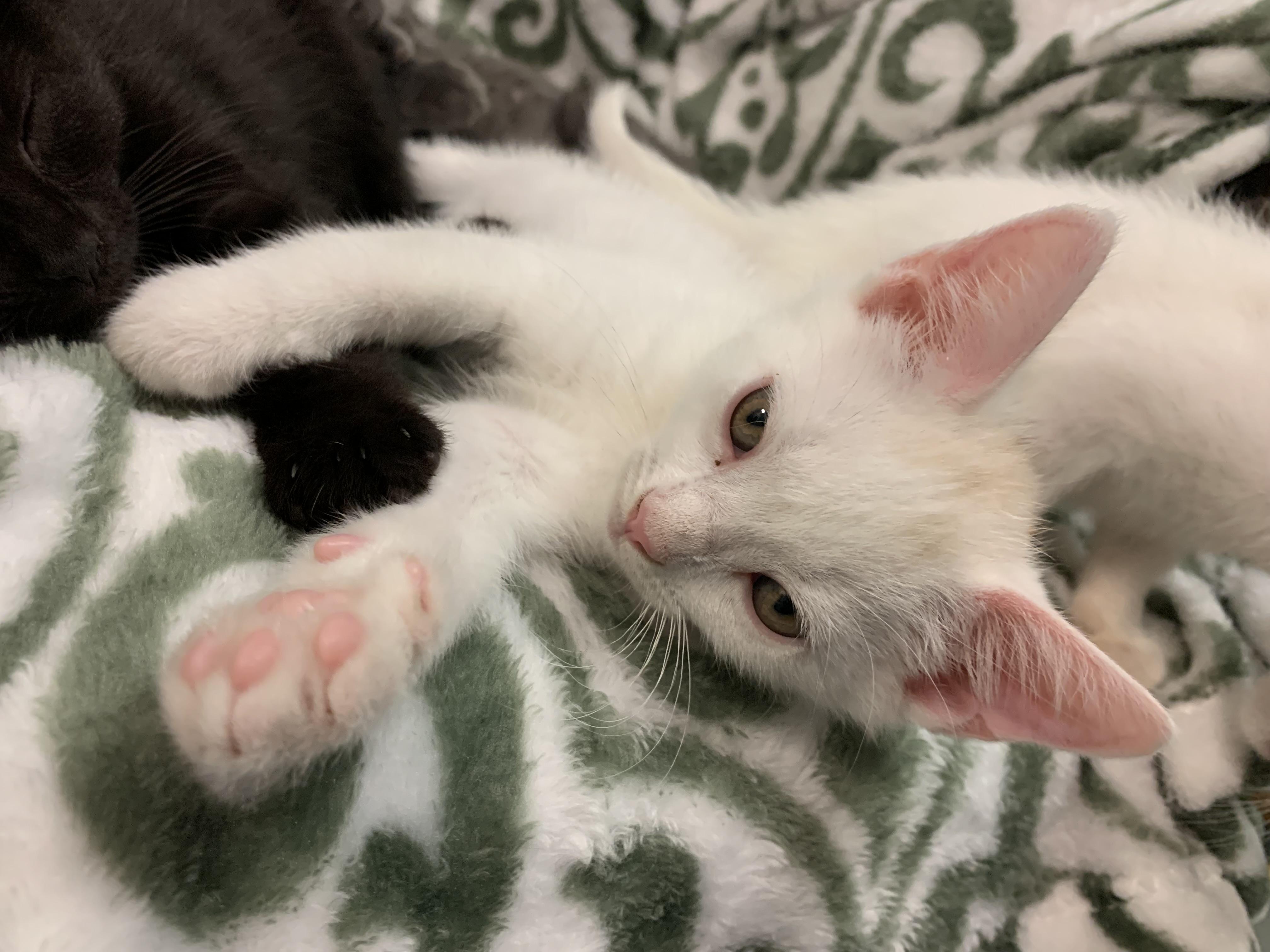 Gandalf (Sonny), a Adopted mixed breed in Terryville, CT image 6/6