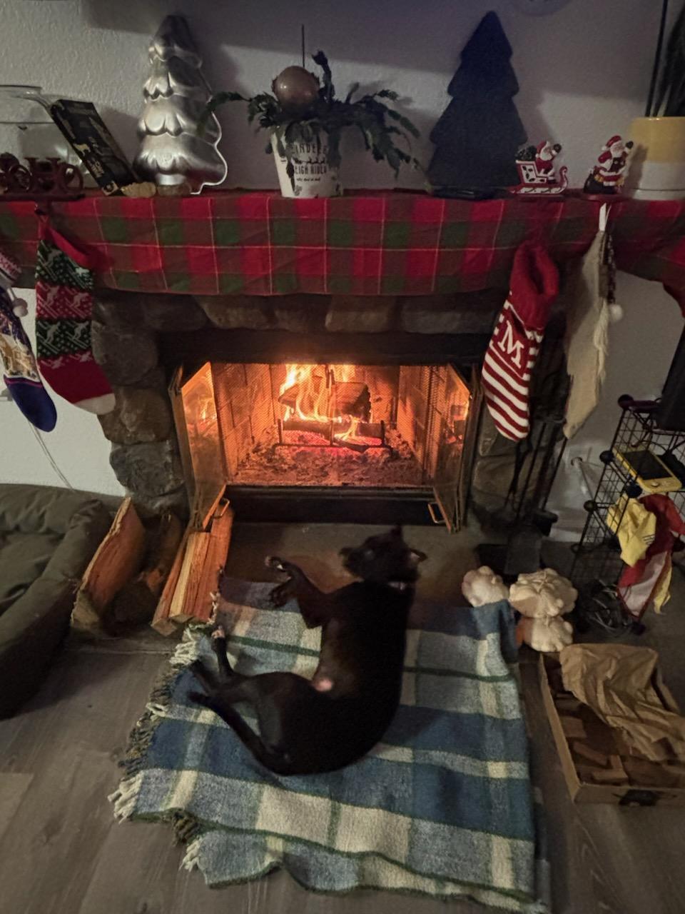 Sleepy, Adoptable, Young Female Pit Bull Terrier.