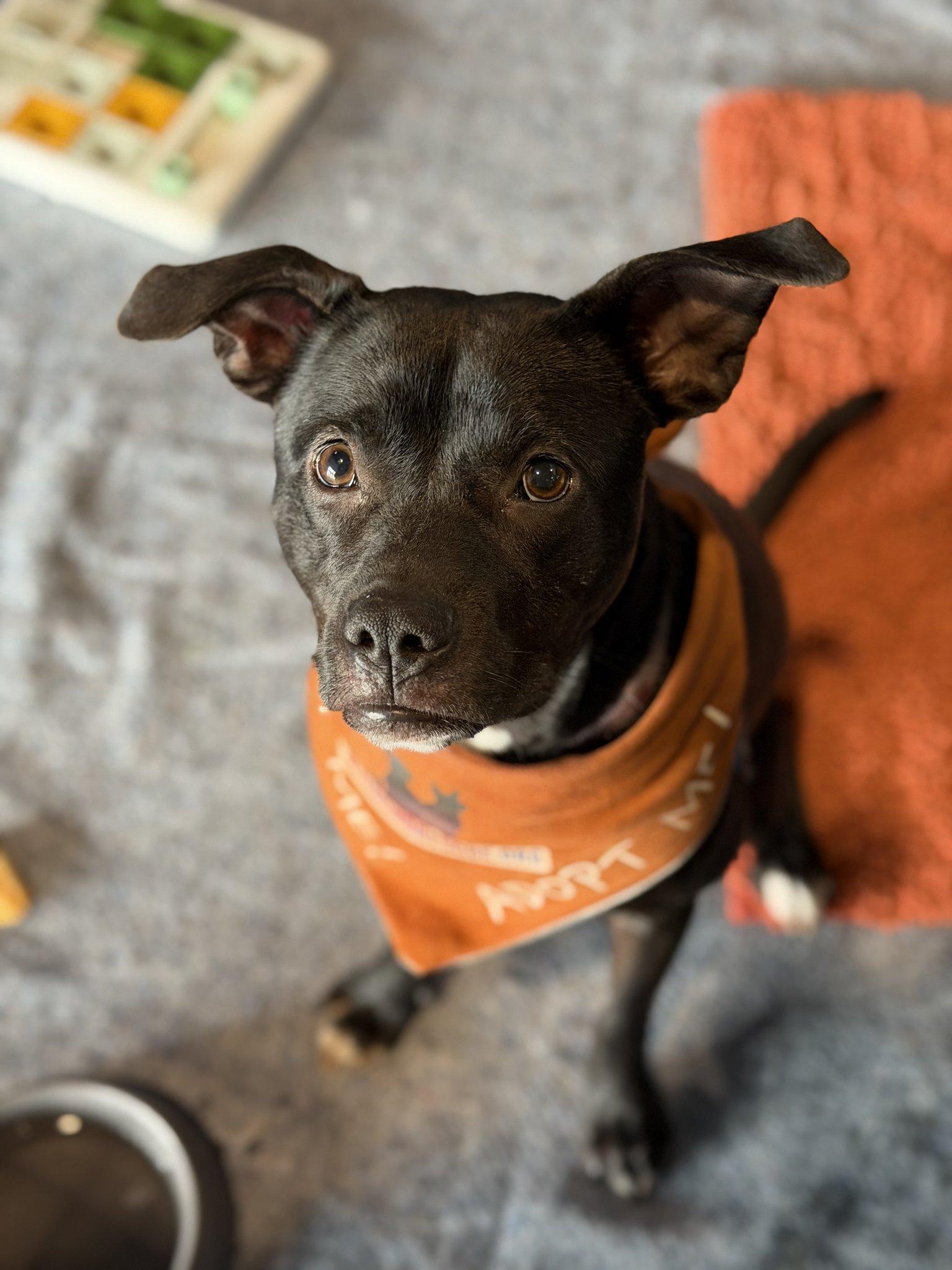 Sleepy, Adoptable, Young Female Pit Bull Terrier.