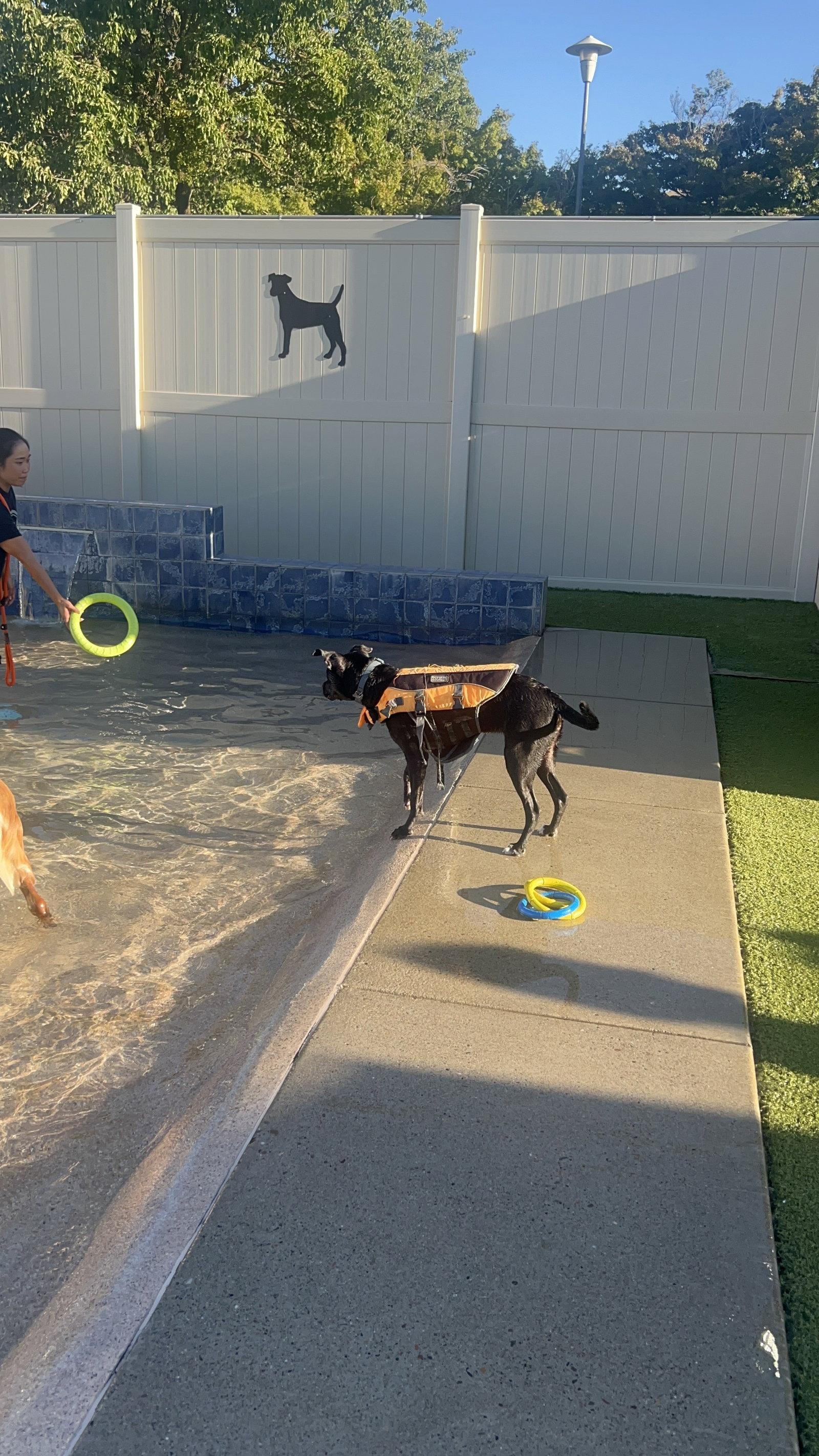 Enlarge Sleepy, a Adoptable Pit Bull Terrier in Roseville, CA image 3/3