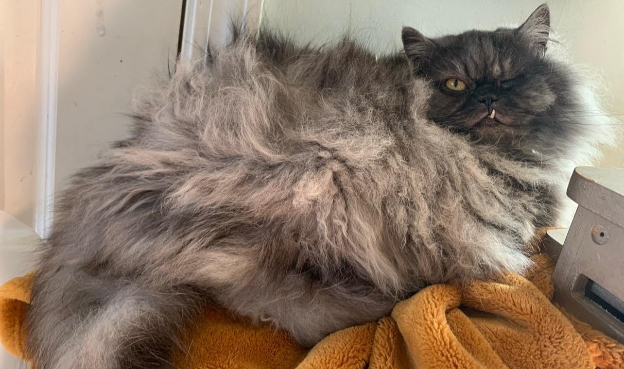 Church, Adopted, Adult Male Himalayan.