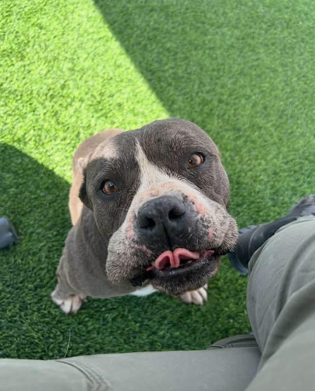 Stormy, ADOPTABLE, Adult Female Pit Bull Terrier.