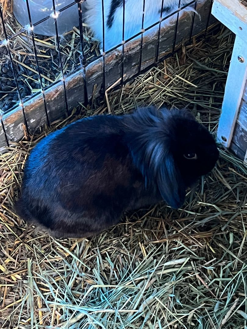 Nova and Jeff Beck, Adoptable, Adult Female Lionhead & Mini Lop.