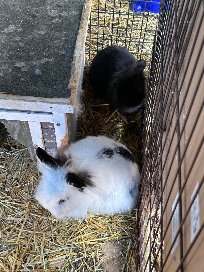 Enlarge Nova and Jeff Beck, a Adoptable mixed breed in Bishopville, SC image 3/5