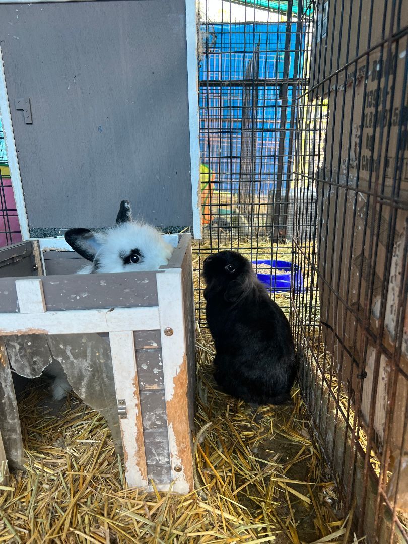 Enlarge Nova and Jeff Beck, a Adoptable mixed breed in Bishopville, SC image 4/5