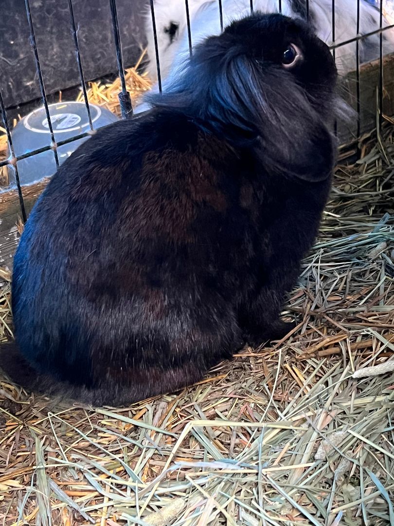 Enlarge Nova and Jeff Beck, a Adoptable mixed breed in Bishopville, SC image 5/5