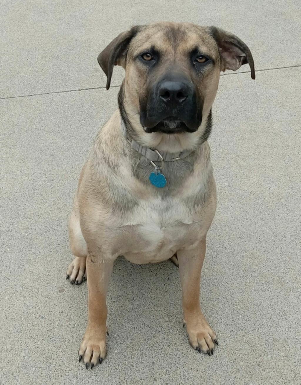 Gizmo, an adoptable Pit Bull Terrier, Mastiff in Little Falls, MN, 56345 | Photo Image 1