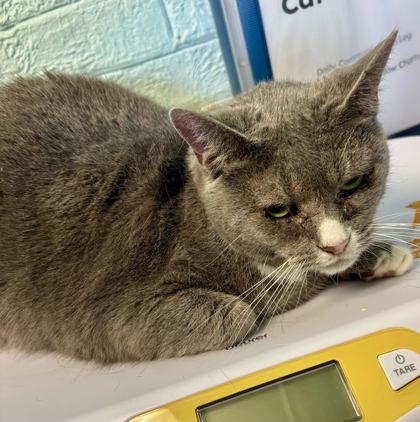 Enlarge Lady Jane, a Adoptable mixed breed in Winchester, VA image 1/1