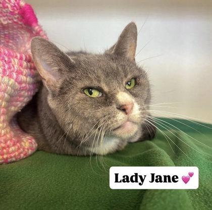 Lady Jane, Adoptable, Adult Female Domestic Short Hair & Domestic Short Hair.