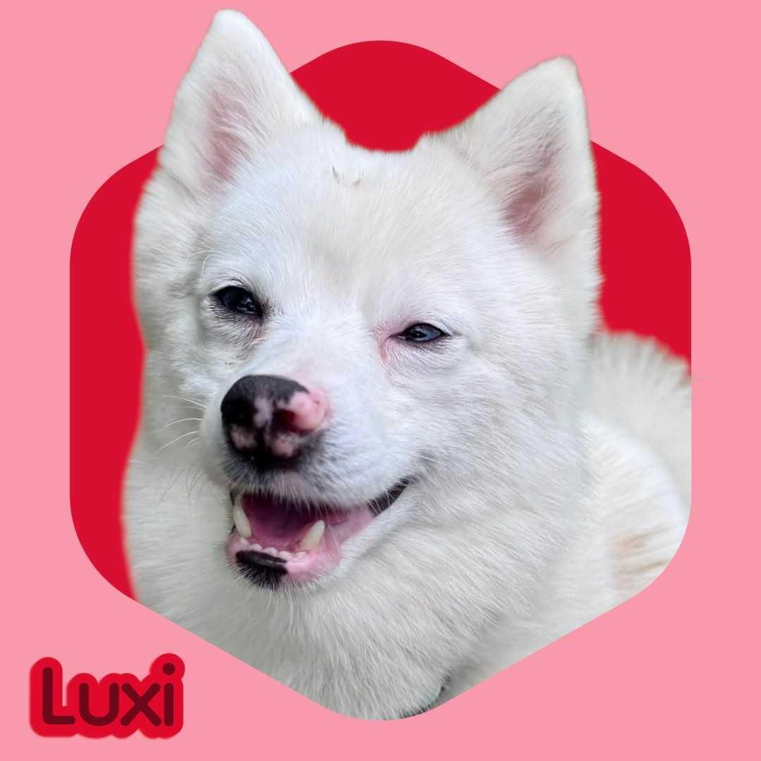 Luxi, ADOPTABLE, Adult Male Pomsky.