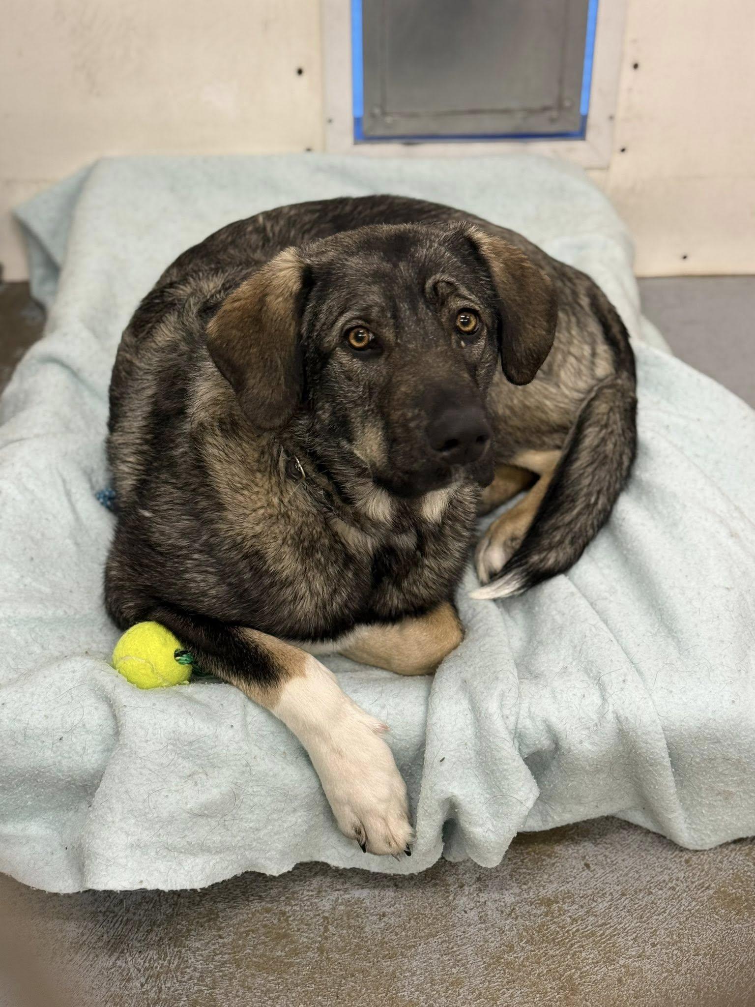 Enlarge Halona, a ADOPTABLE mixed breed in Meadow Lake, SK image 5/5