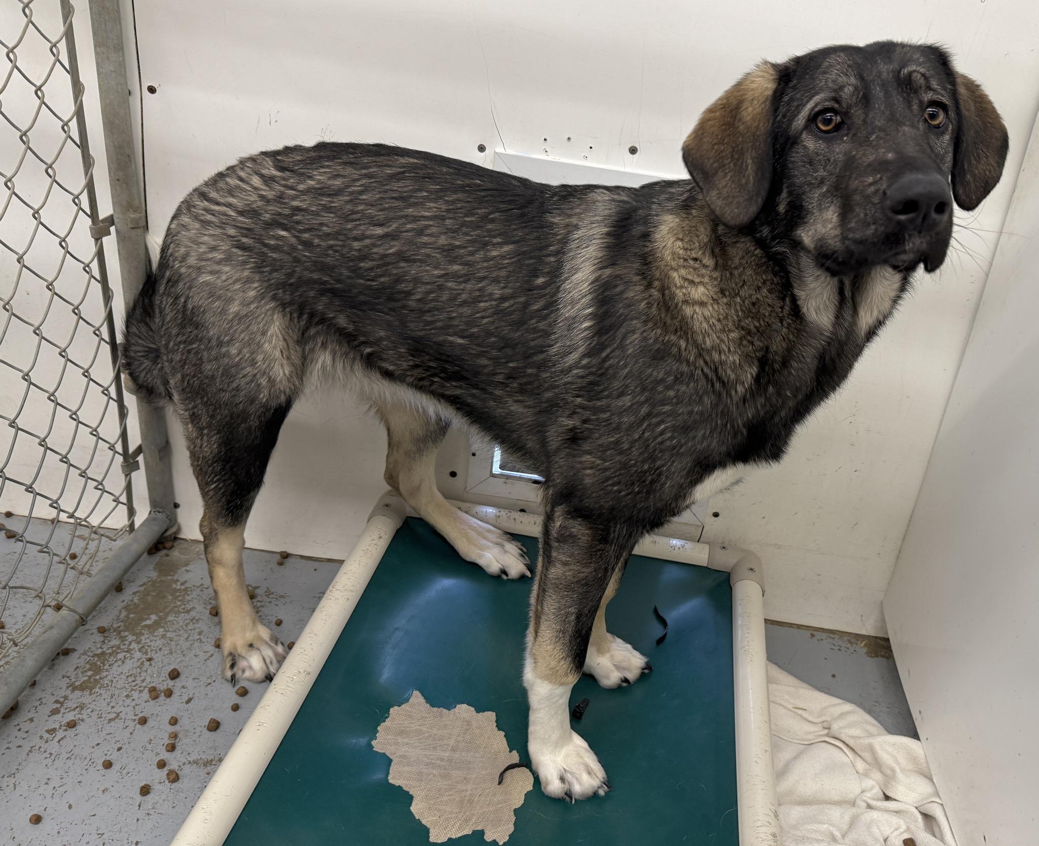 Halona, a ADOPTABLE mixed breed in Meadow Lake, SK image 2/4