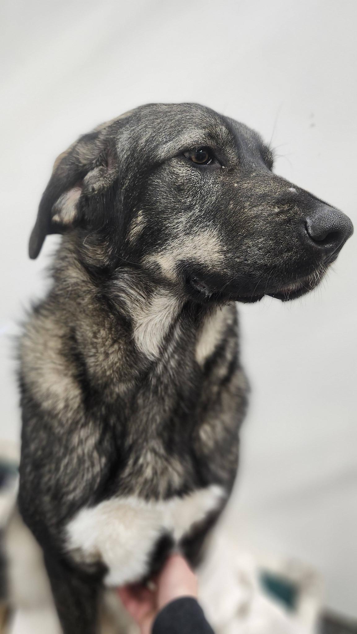 Halona, ADOPTABLE, Adult Female Great Pyrenees & Husky.