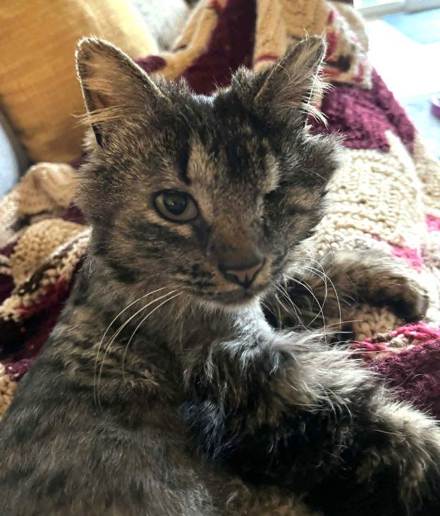 Enlarge Lucky, a ADOPTABLE Tabby in Anchorage, AK image 1/1