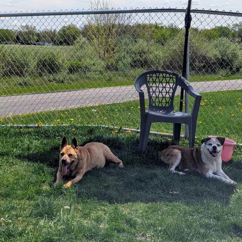 Eep *Bonded with Ugga*, Adoptable, Senior Female Terrier.