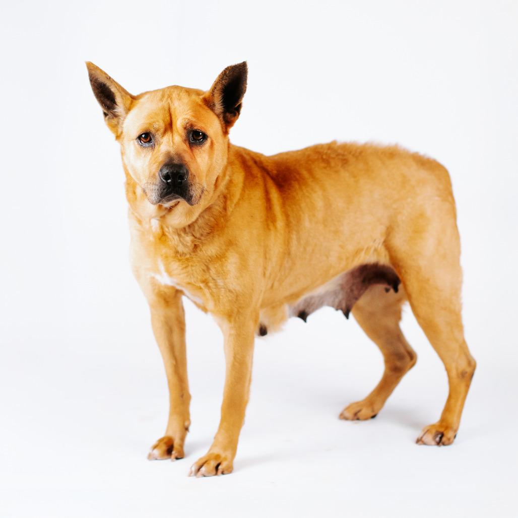 Eep *Bonded with Ugga*, a Adoptable Terrier in Northbrook, IL image 2/4