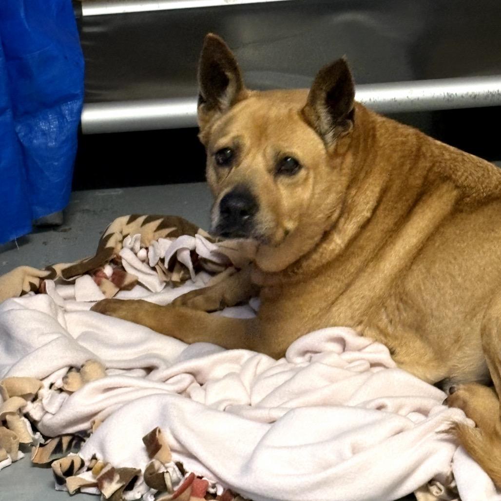 Eep *Bonded with Ugga*, a Adoptable Terrier in Northbrook, IL image 3/4