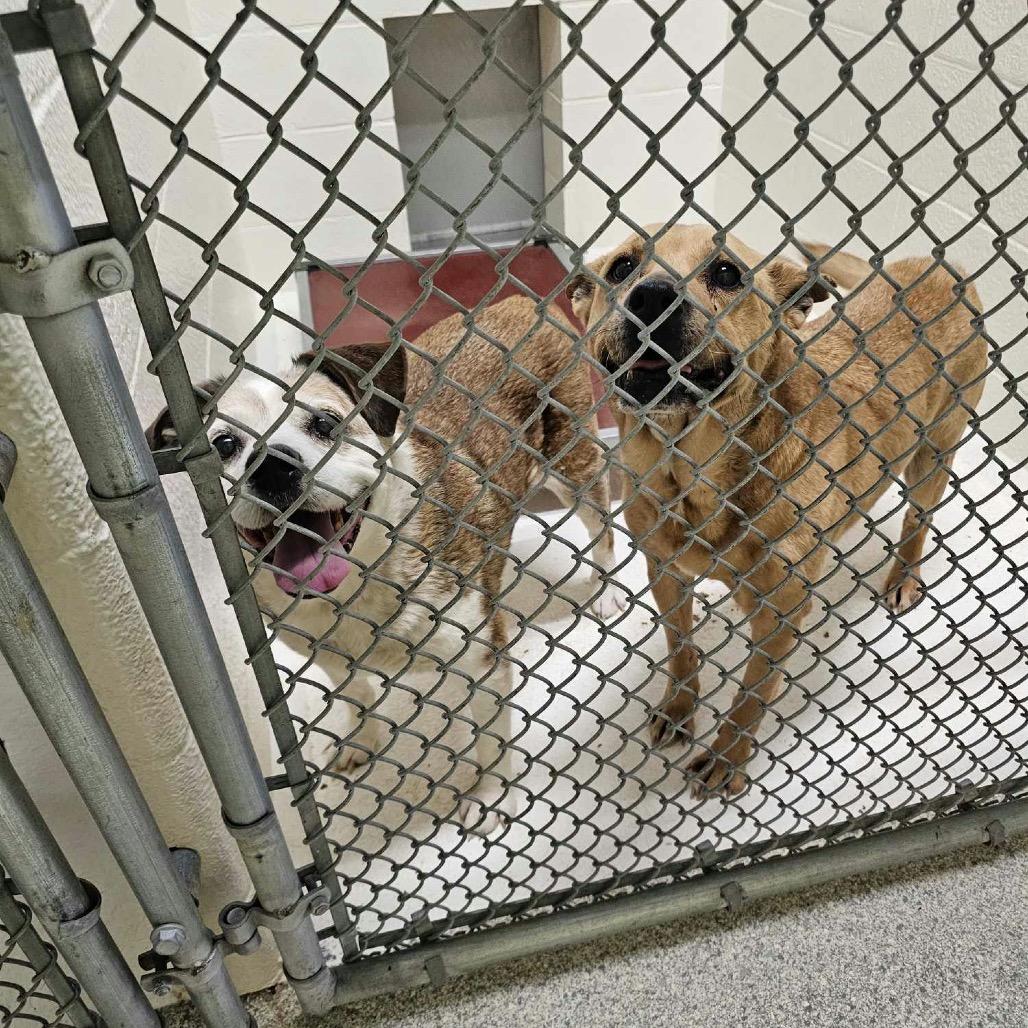 Eep *Bonded with Ugga*, a Adoptable Terrier in Northbrook, IL image 4/4