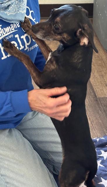 Abby Normal, an adopted mixed breed in Harrison, AR image 1/2