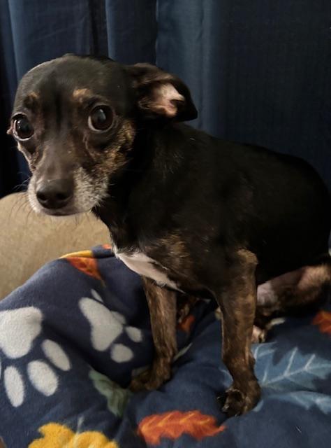 Abby Normal, an adopted mixed breed in Harrison, AR image 2/2