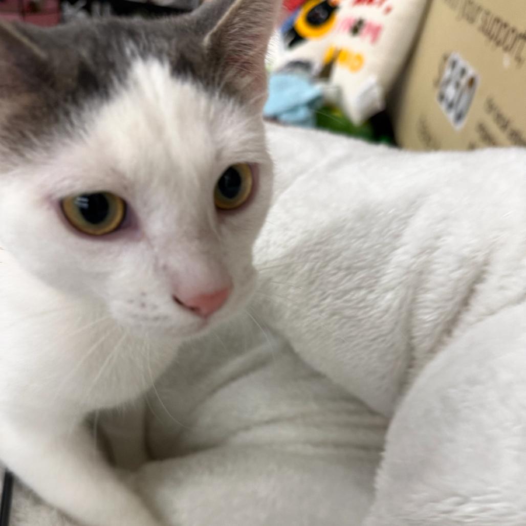 Enlarge Whatchamacalit, a Adoptable Domestic Short Hair in Union, MO image 1/2