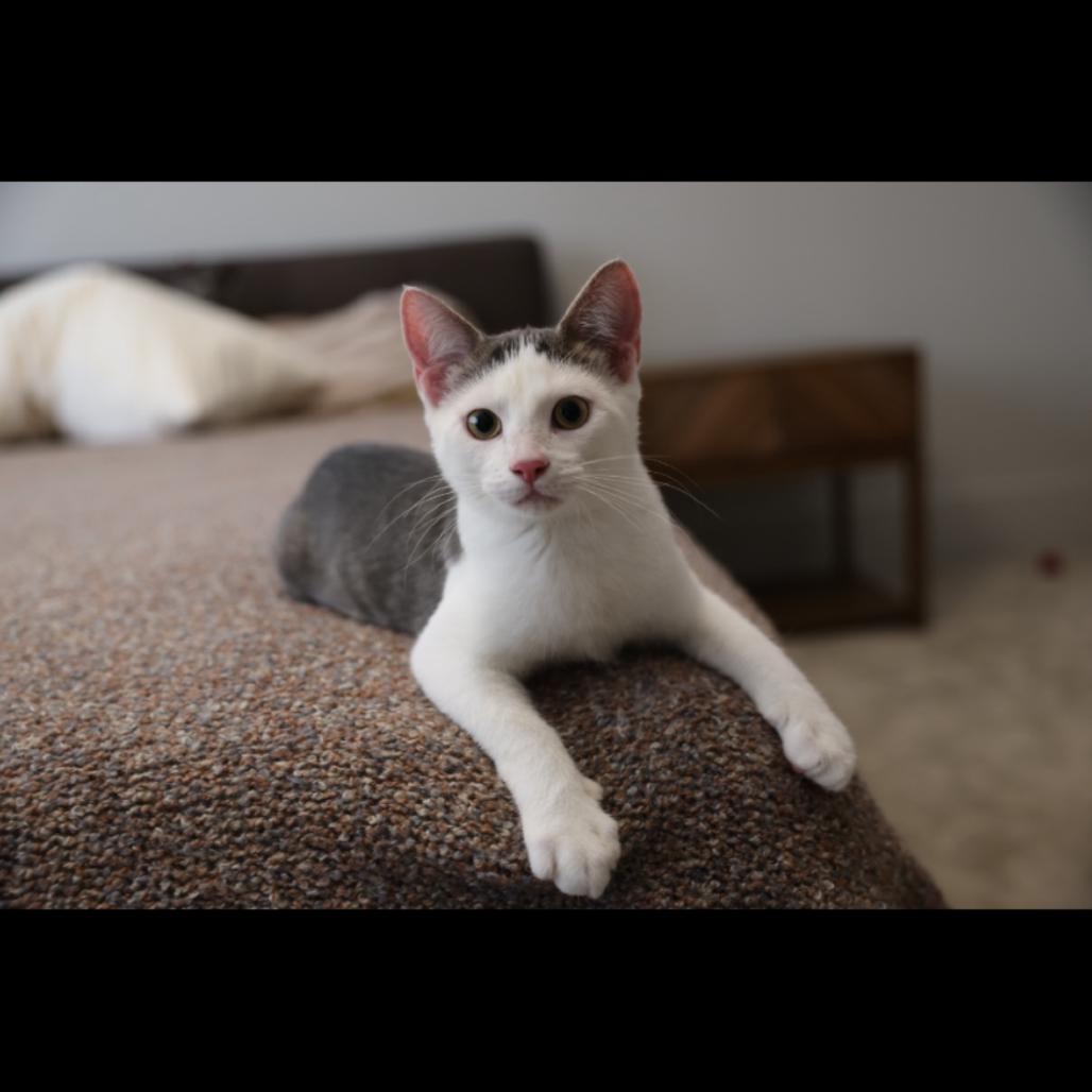 Enlarge Whatchamacalit, a Adoptable Domestic Short Hair in Union, MO image 2/2