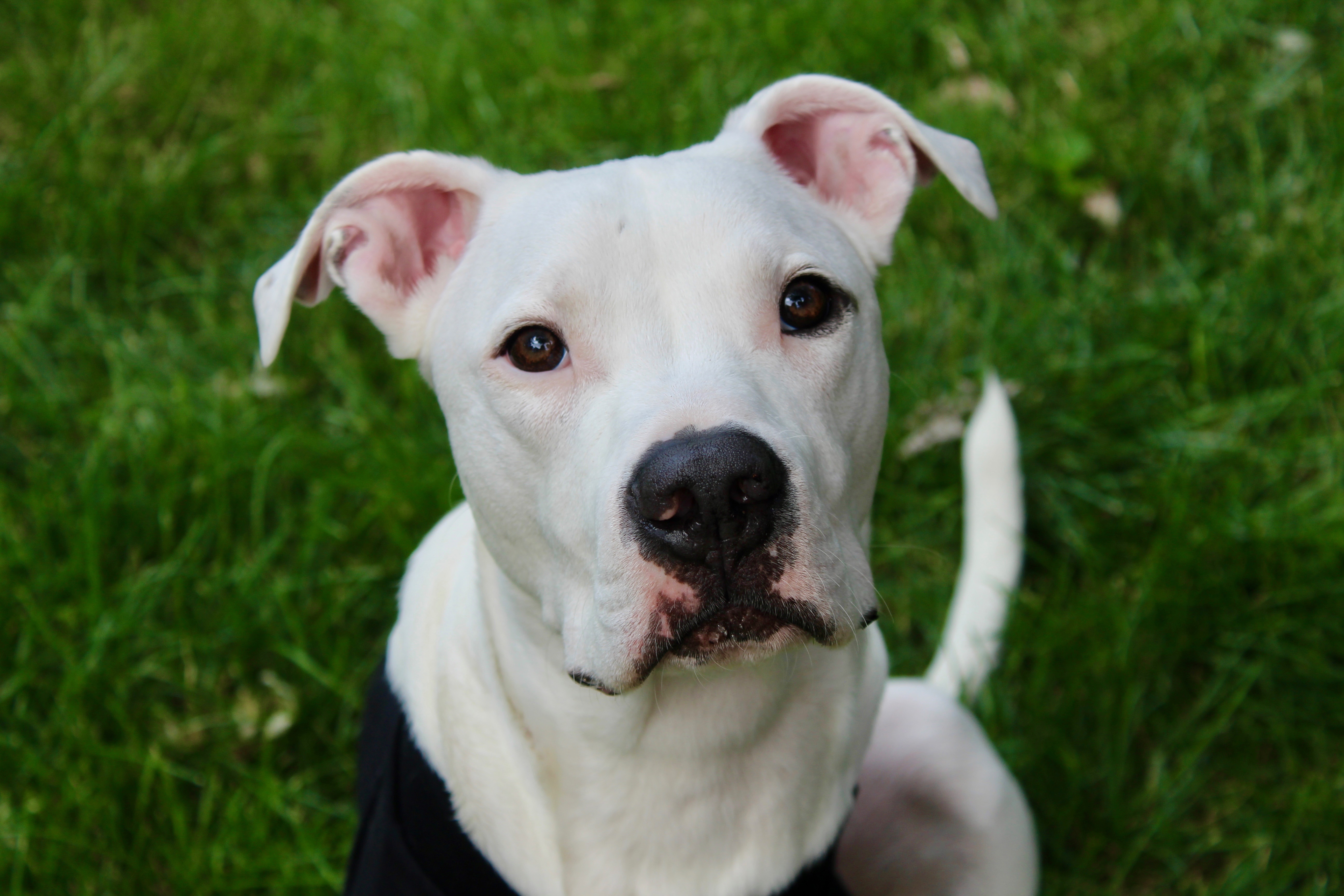 Enlarge Ziggy the Tripod!, a Adopted mixed breed in Worth , IL image 3/6