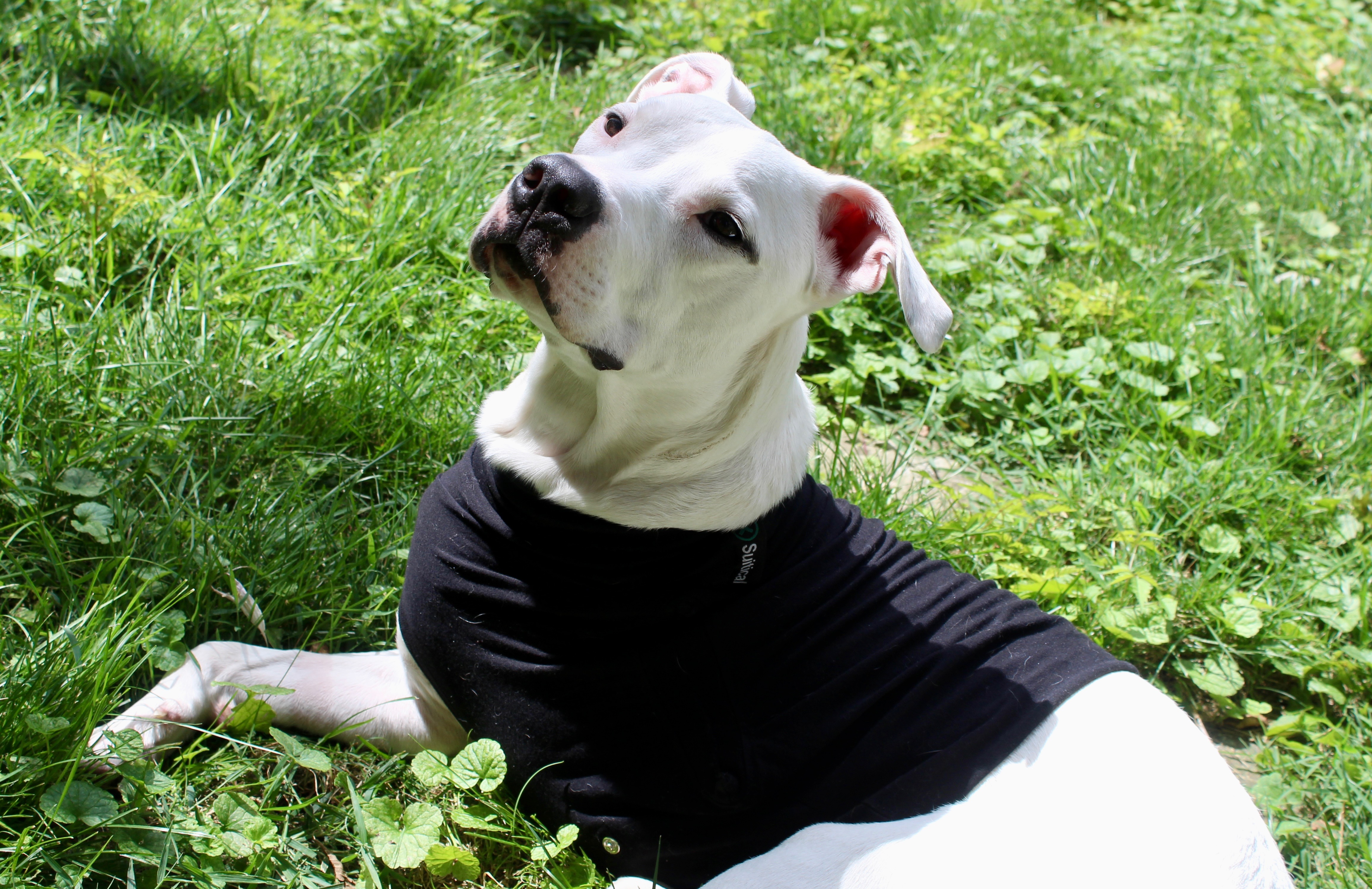 Enlarge Ziggy the Tripod!, a Adopted mixed breed in Worth , IL image 4/6