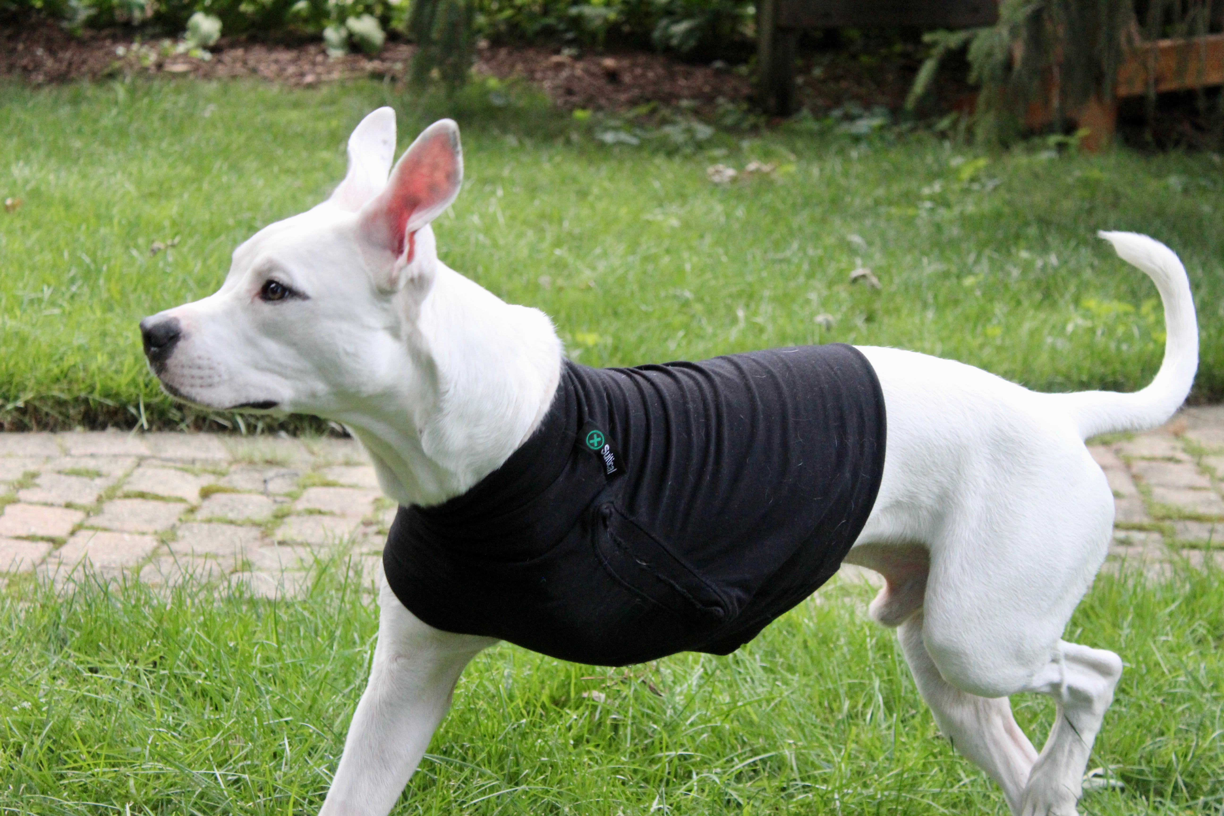 Enlarge Ziggy the Tripod!, a Adopted mixed breed in Worth , IL image 5/6