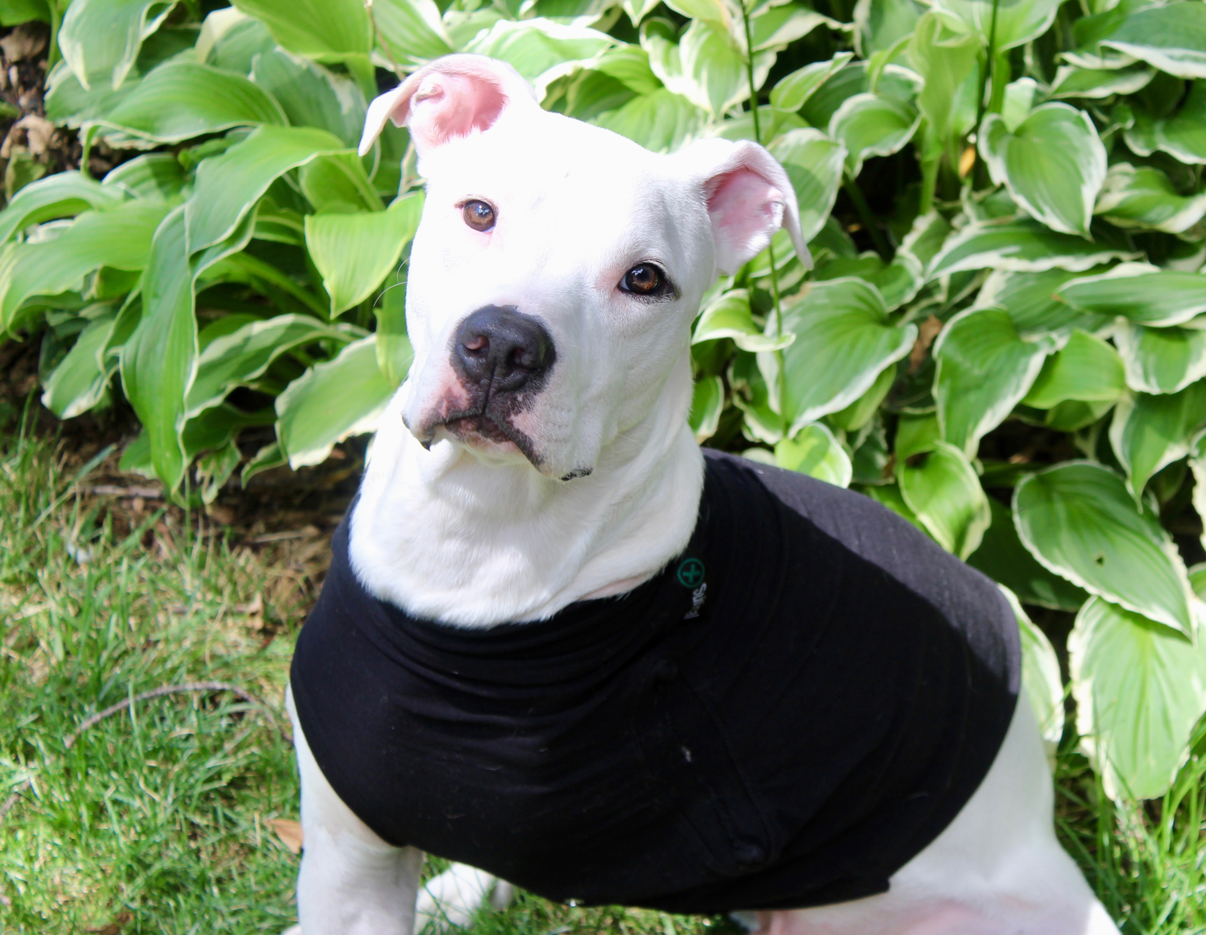 Ziggy the Tripod!, Adopted, Young Male Boxer & Pit Bull Terrier.
