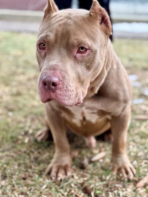 CHAPPO, Adoptable, Adult Male American Bulldog & Mixed Breed.