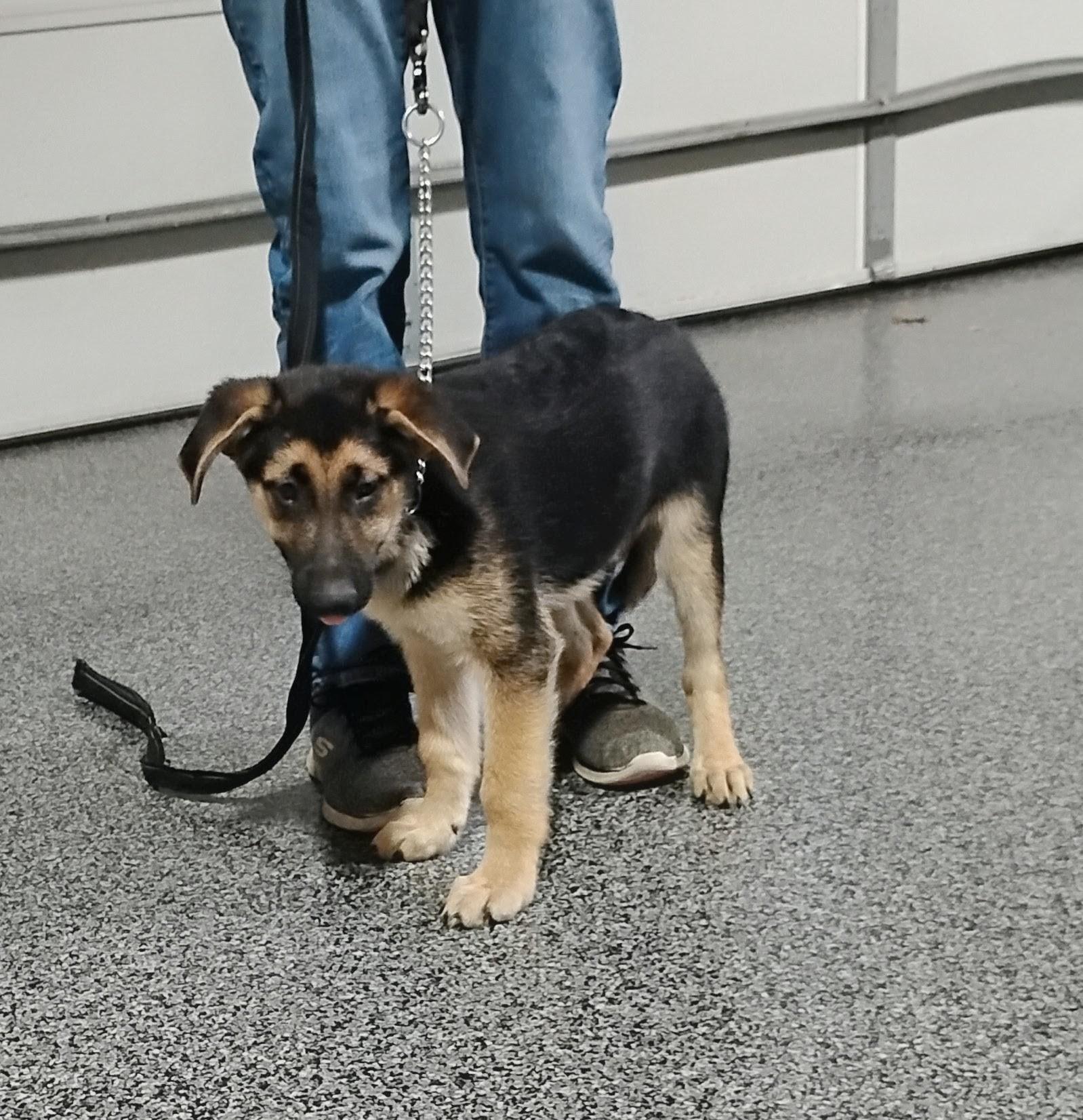 Brutus, Adoptable, Puppy Male German Shepherd Dog.