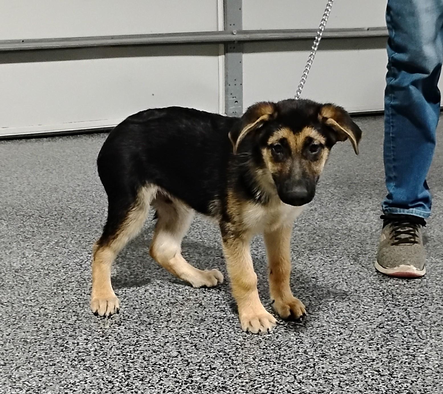 Enlarge Brutus, a Adoptable German Shepherd Dog in Sulphur, OK image 4/5