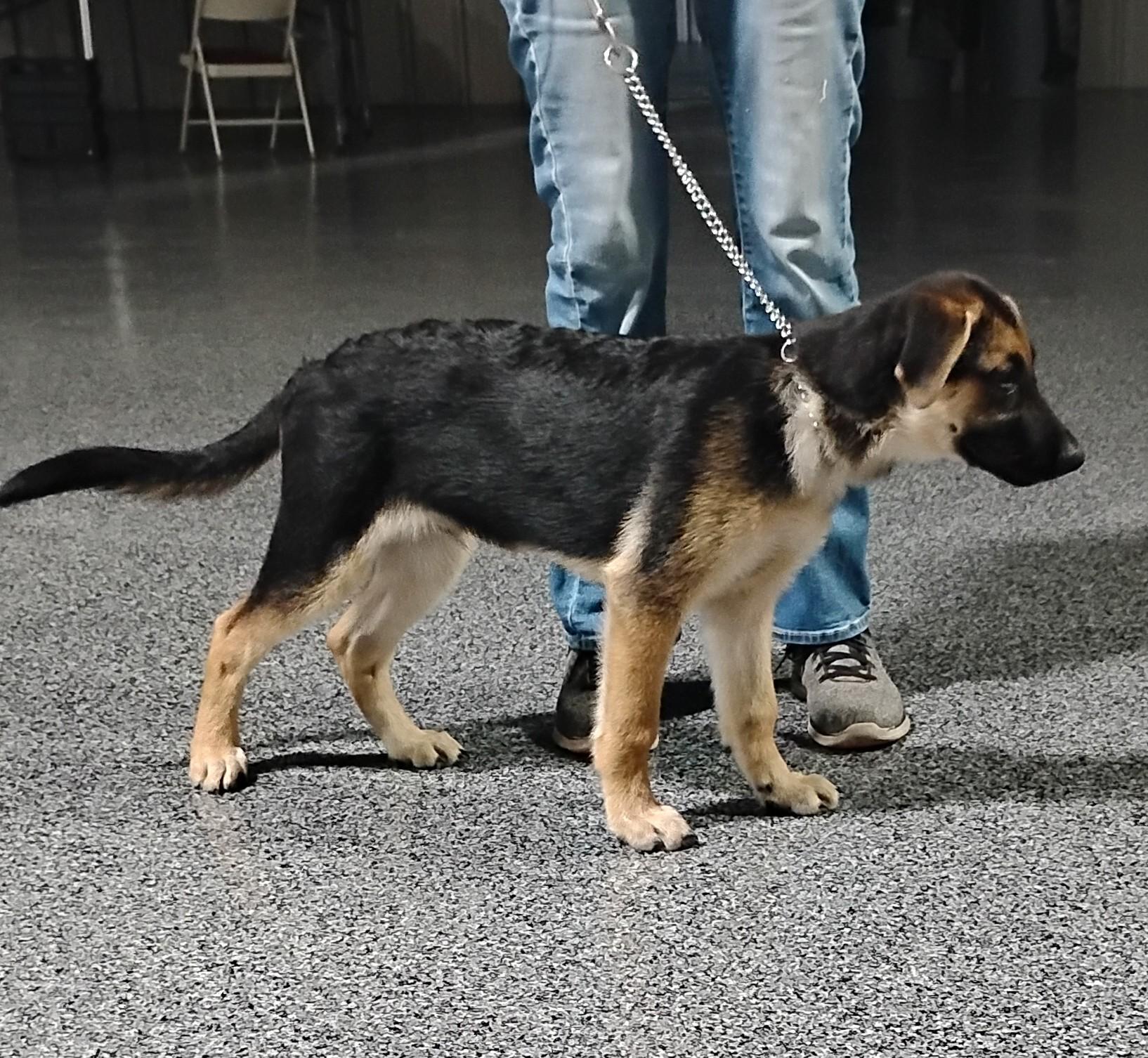 Enlarge Brutus, a Adoptable German Shepherd Dog in Sulphur, OK image 3/4