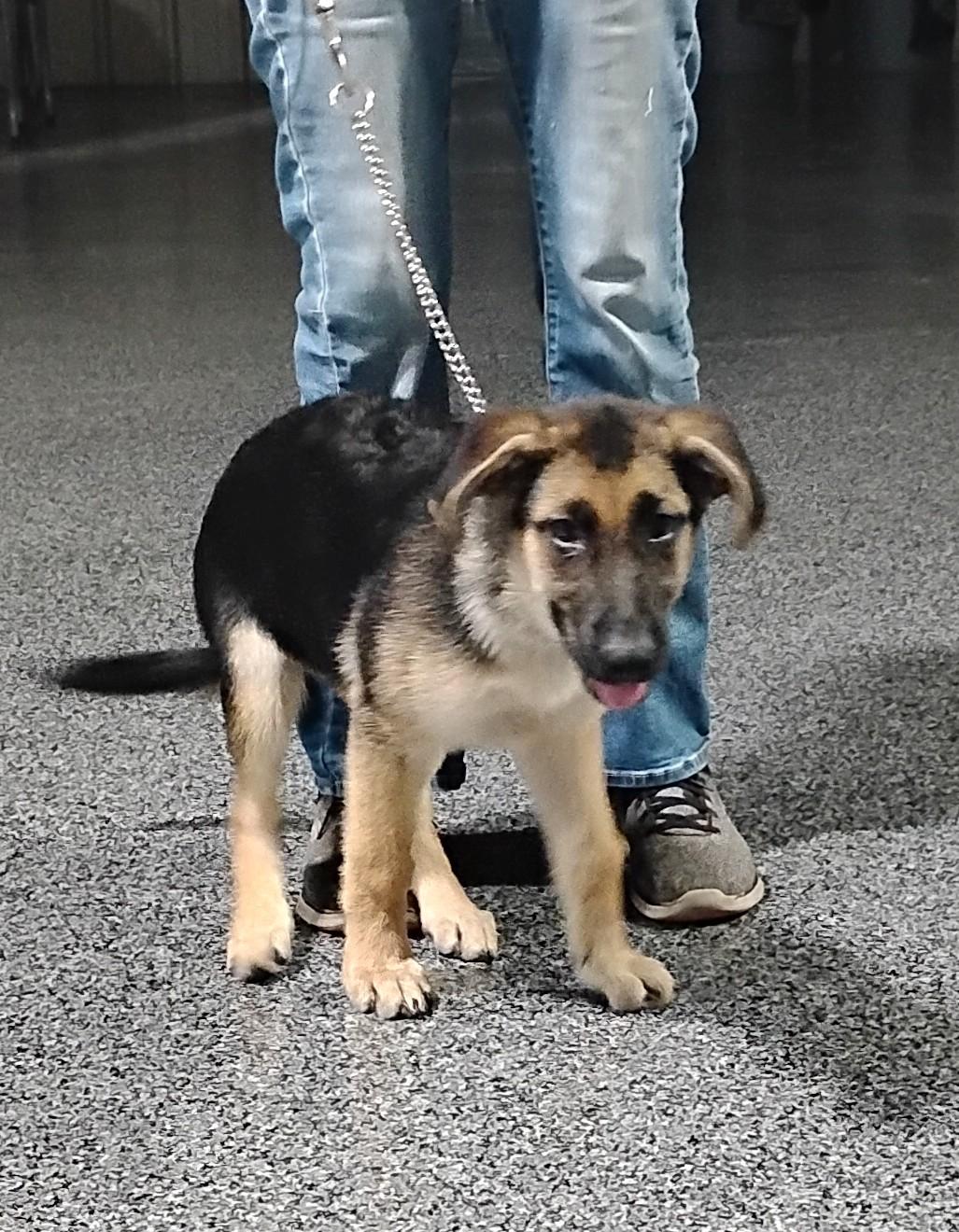 Enlarge Brutus, a Adoptable German Shepherd Dog in Sulphur, OK image 4/4