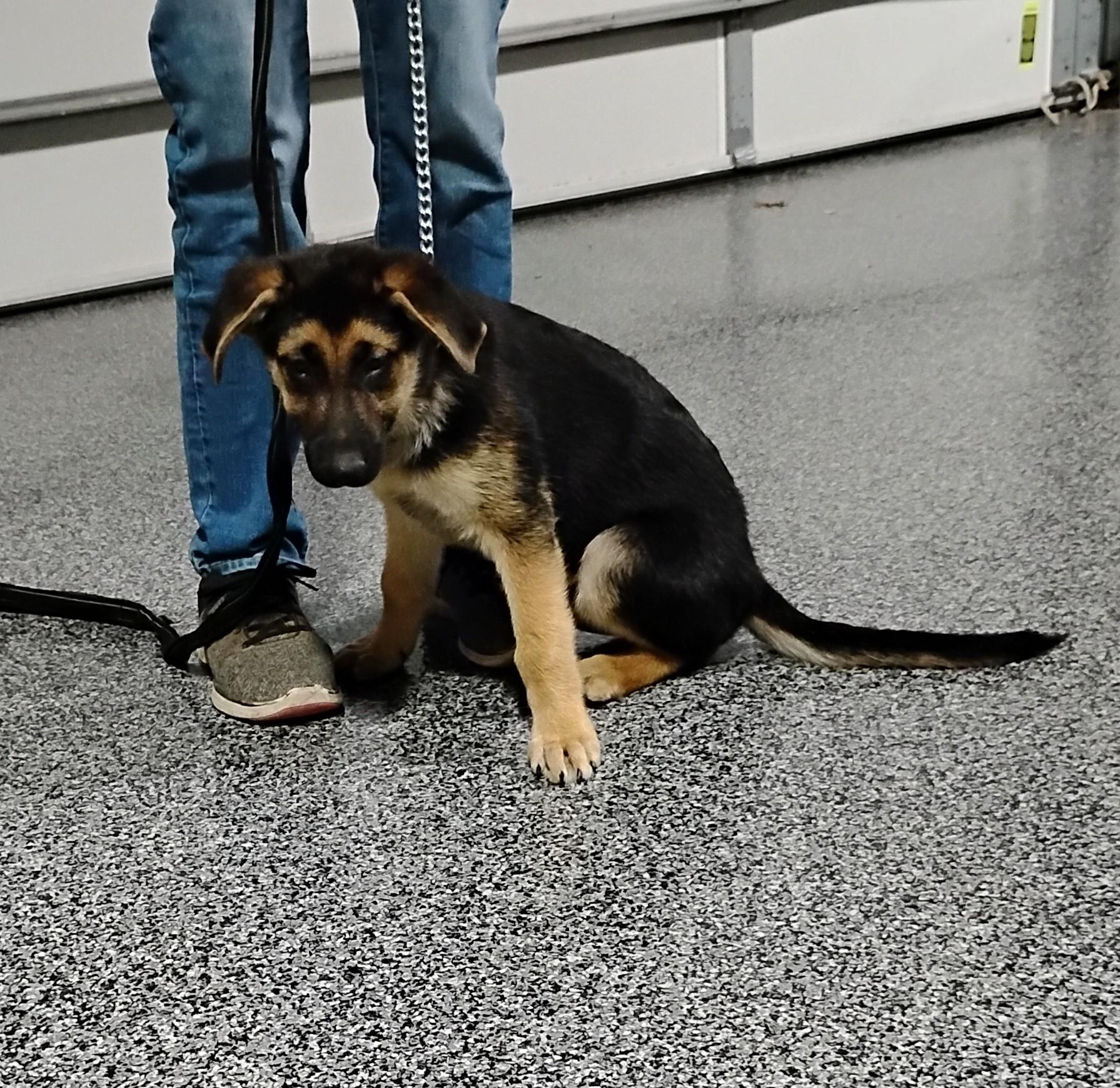 Enlarge Brutus, a Adoptable German Shepherd Dog in Sulphur, OK image 2/5