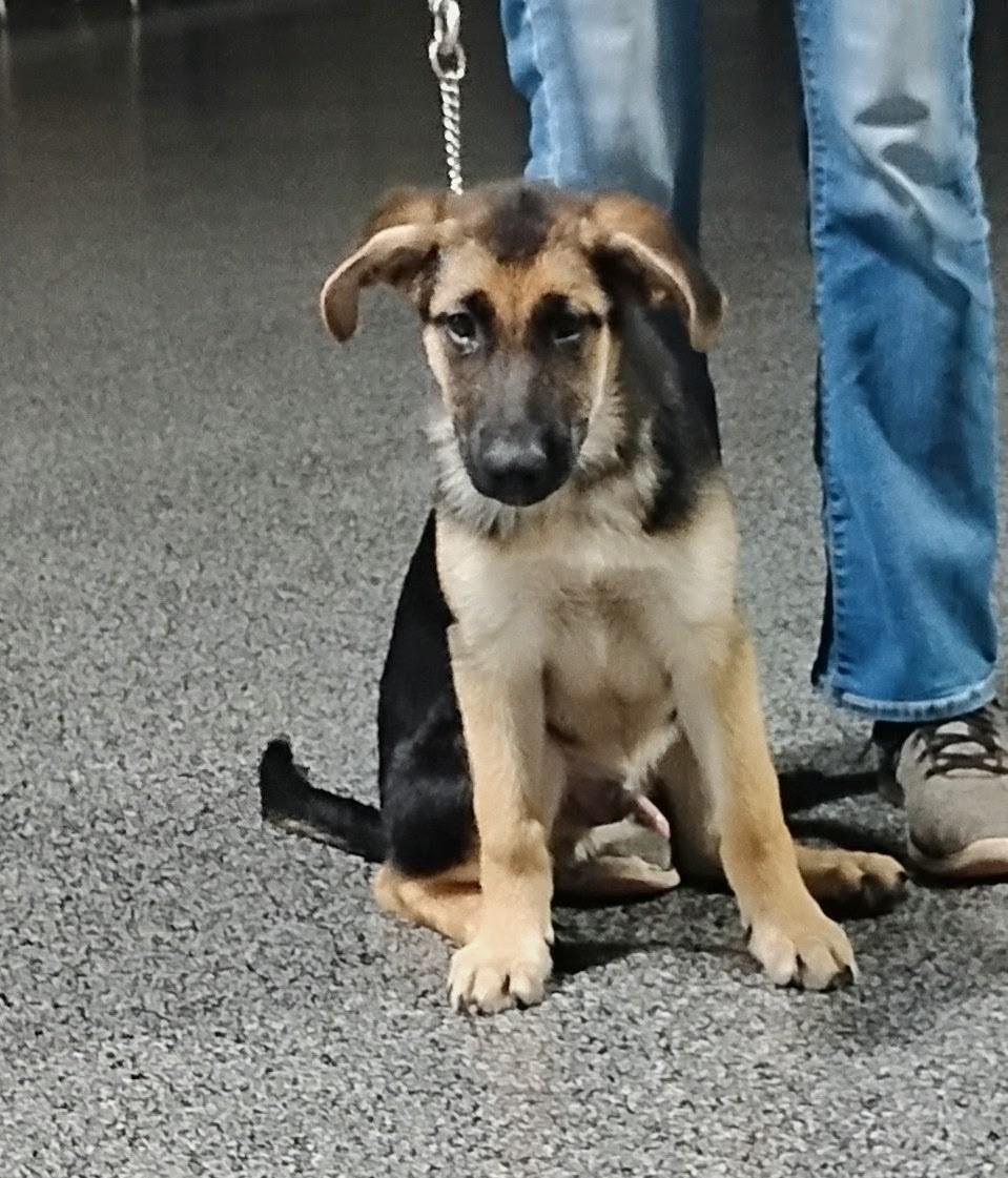 Enlarge Brutus, a Adoptable German Shepherd Dog in Sulphur, OK image 2/4