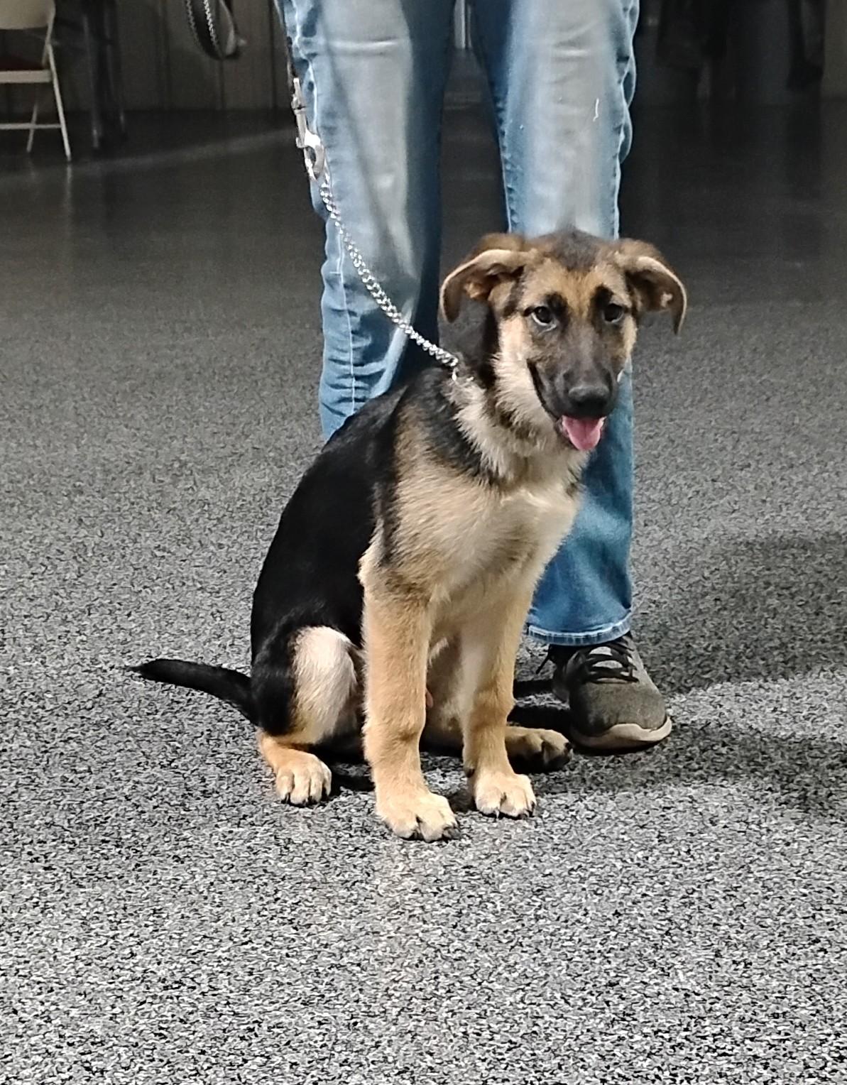 Brutus, Adoptable, Puppy Male German Shepherd Dog.