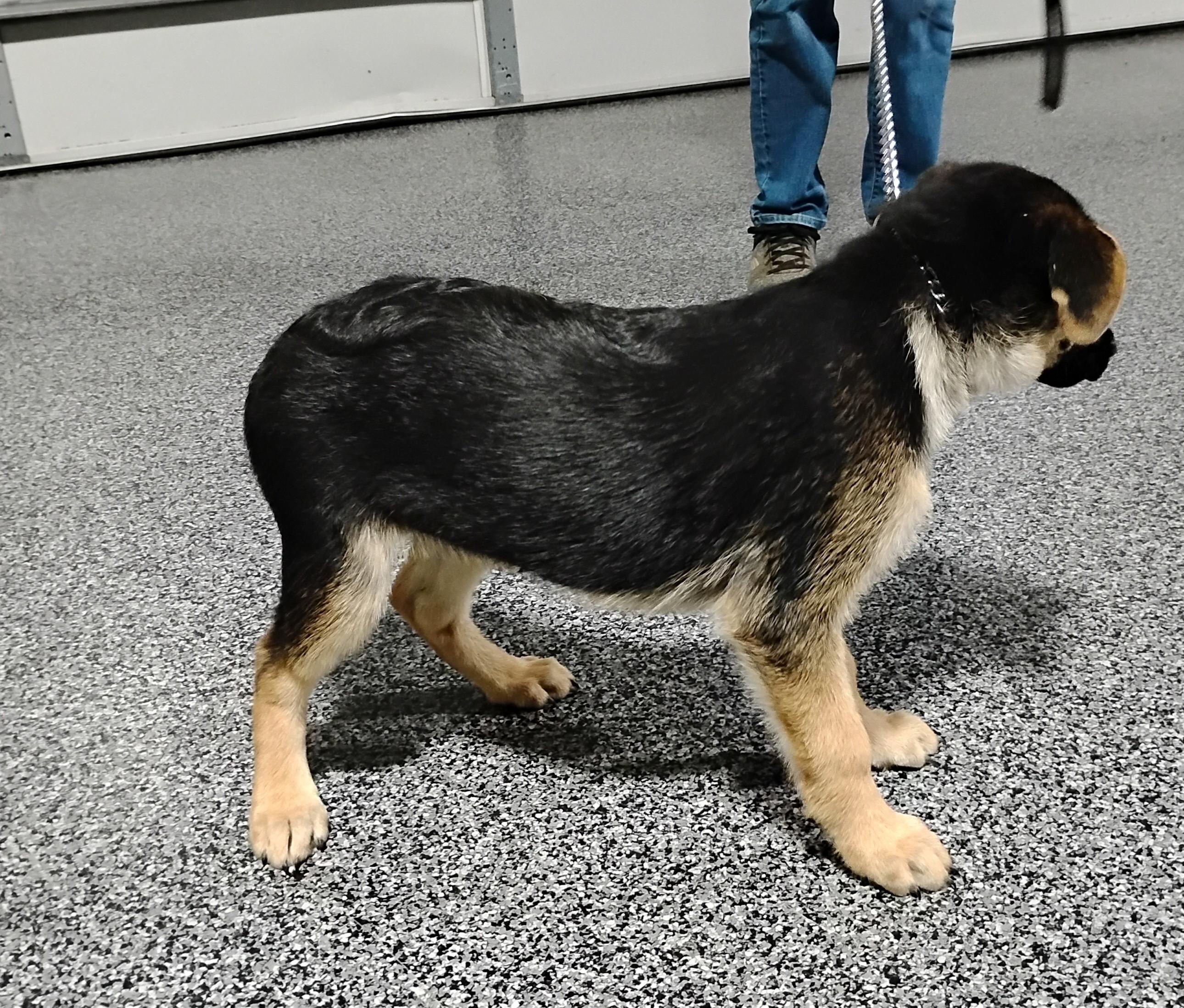 Enlarge Brutus, a Adoptable German Shepherd Dog in Sulphur, OK image 3/5