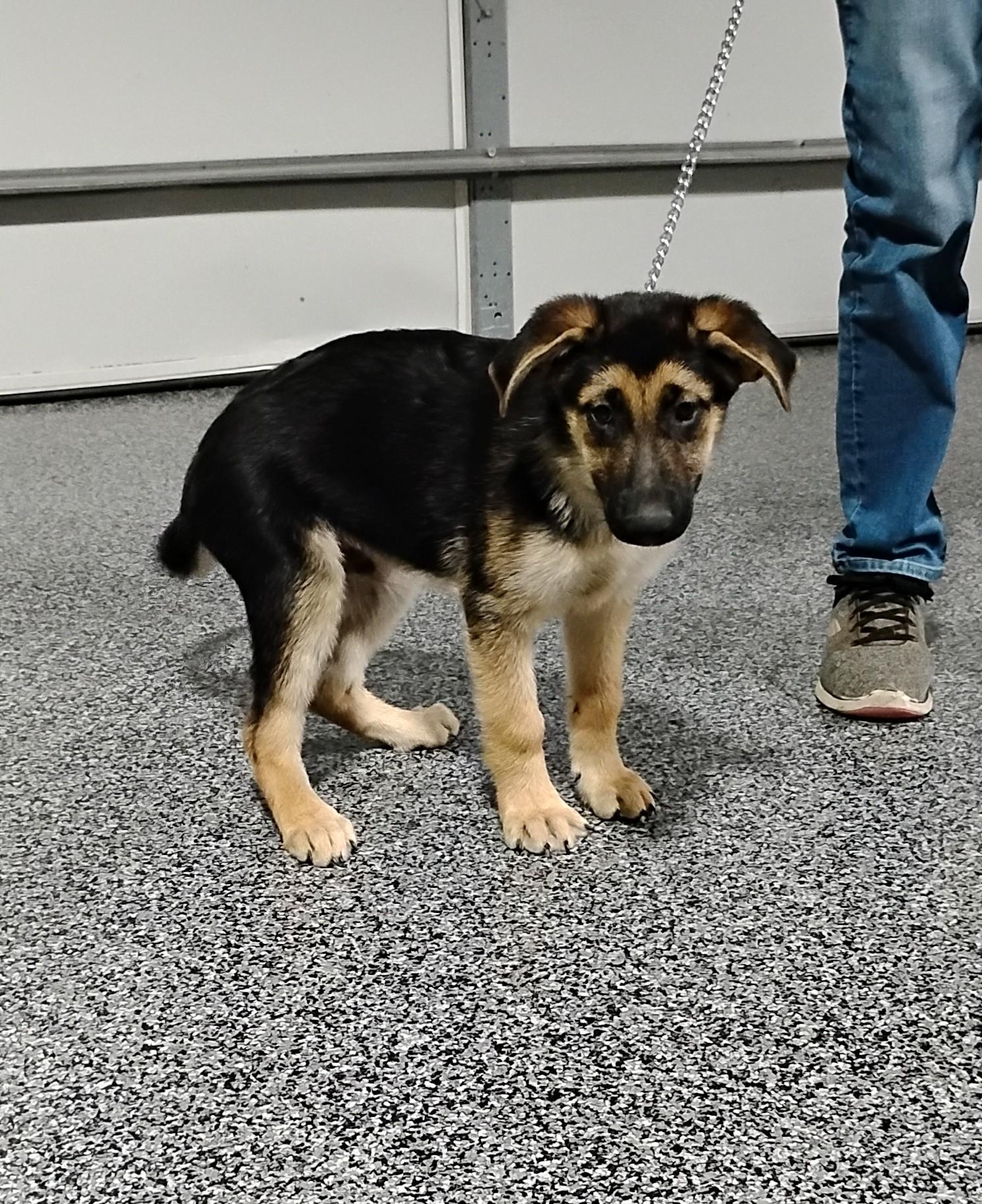 Enlarge Brutus, a Adoptable German Shepherd Dog in Sulphur, OK image 5/5