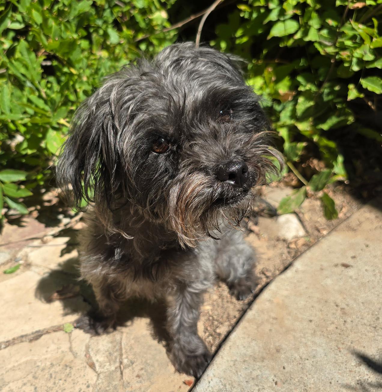 Enlarge Amiable Lil Mr Abelard - Lap Warmer Poodle, a Adoptable mixed breed in Albuquerque, NM image 2/2