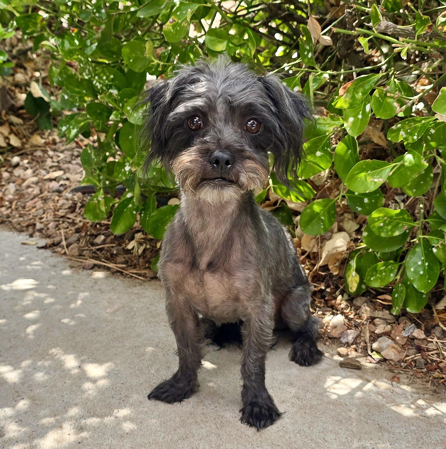 Amiable Lil Mr Abelard - Lap Warmer Poodle, Adoptable, Young Male Poodle (Toy).