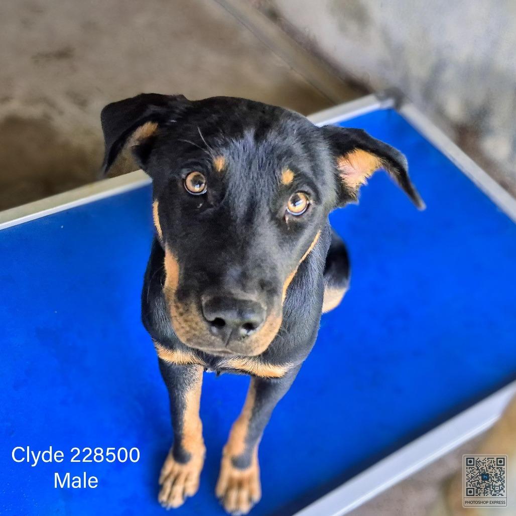Enlarge Clyde, a Adoptable Shepherd in Edinburg, TX image 1/2